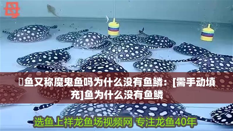 魟魚又稱魔鬼魚嗎為什么沒有魚鱗：[需手動(dòng)填充]魚為什么沒有魚鱗