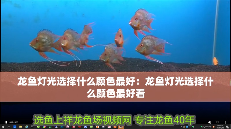 龍魚燈光選擇什么顏色最好：龍魚燈光選擇什么顏色最好看
