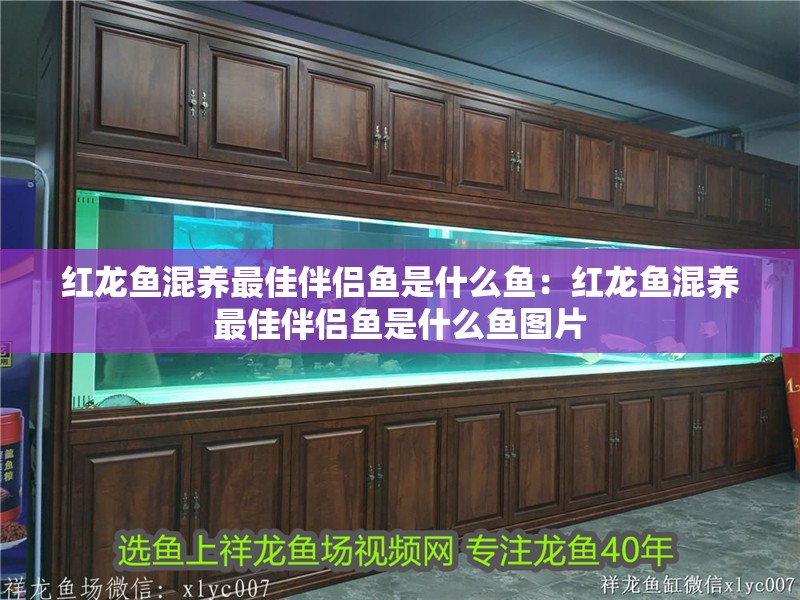 紅龍魚混養最佳伴侶魚是什么魚：紅龍魚混養最佳伴侶魚是什么魚圖片