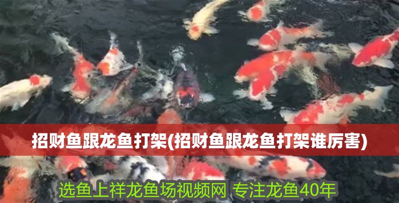 元寶鳳凰魚的壽命是多久啊：元寶鳳凰魚的壽命受到多種因素影響元寶鳳凰魚壽命的秘訣