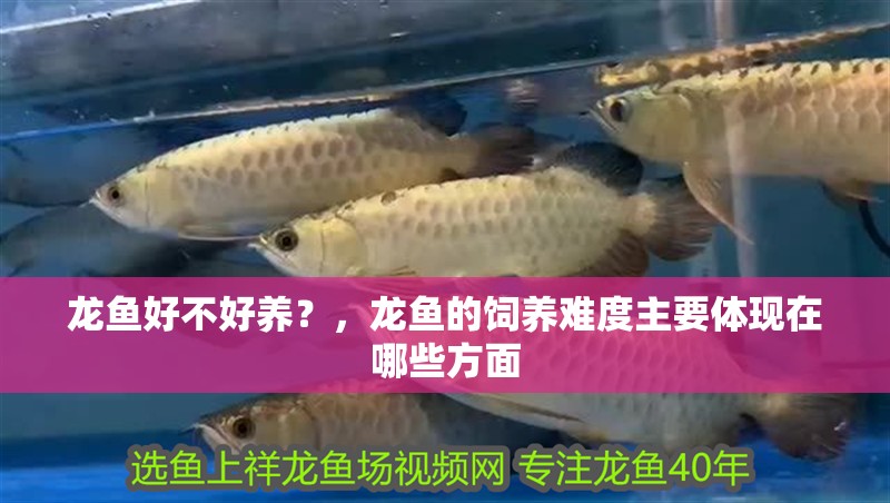 龍魚好不好養(yǎng)？，龍魚的飼養(yǎng)難度主要體現(xiàn)在哪些方面