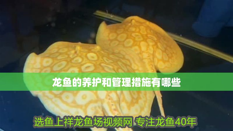 龍魚的養(yǎng)護和管理措施有哪些