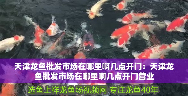 天津龍魚批發市場在哪里啊幾點開門：天津龍魚批發市場在哪里啊幾點開門營業