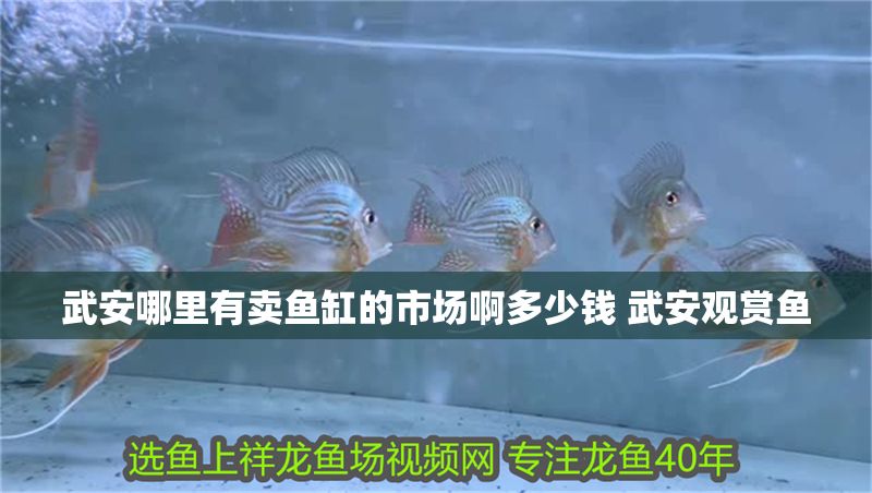 武安哪里有賣魚缸的市場啊多少錢 武安觀賞魚