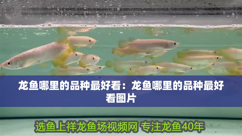 龍魚哪里的品種最好看：龍魚哪里的品種最好看圖片