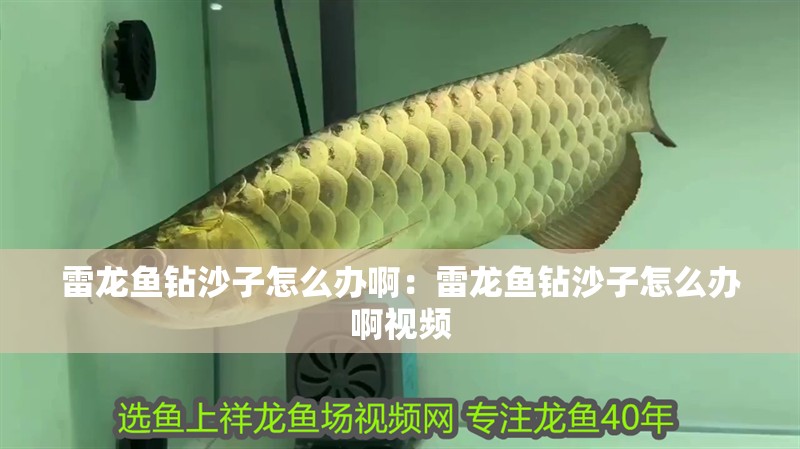 雷龍魚鉆沙子怎么辦啊：雷龍魚鉆沙子怎么辦啊視頻