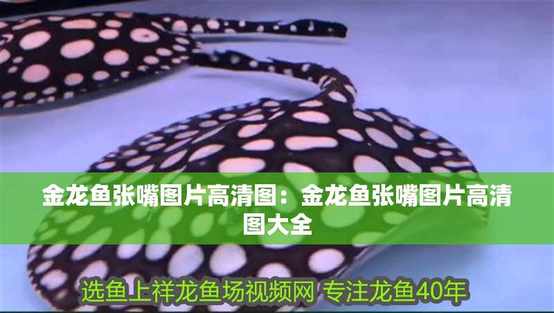 金龍魚張嘴圖片高清圖：金龍魚張嘴圖片高清圖大全
