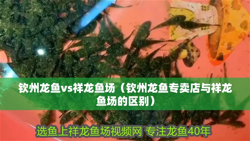 欽州龍魚vs祥龍魚場（欽州龍魚專賣店與祥龍魚場的區別）