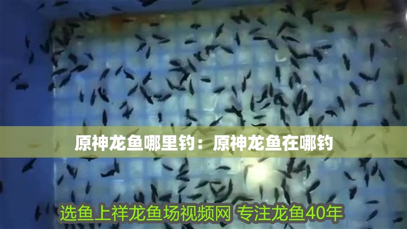 原神龍魚哪里釣：原神龍魚在哪釣