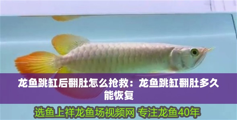 龍魚跳缸后翻肚怎么搶救：龍魚跳缸翻肚多久能恢復
