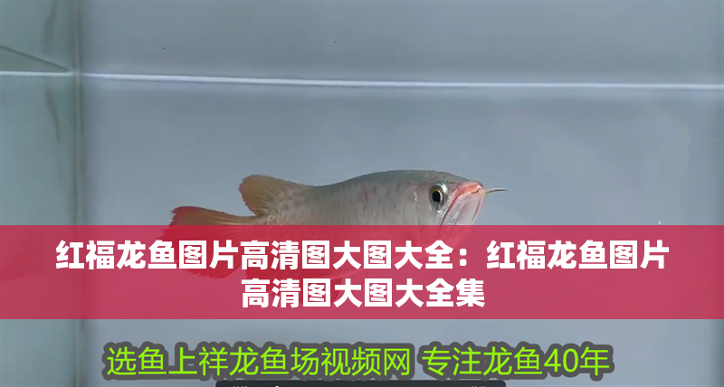 紅福龍魚圖片高清圖大圖大全：紅福龍魚圖片高清圖大圖大全集