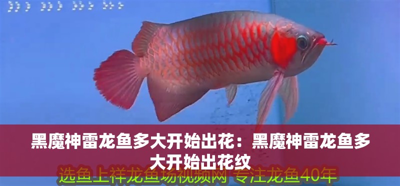 黑魔神雷龍魚多大開始出花：黑魔神雷龍魚多大開始出花紋 黑魔神雷龍魚多大開始出花：黑魔神雷龍魚多大開始出花紋 水族問答