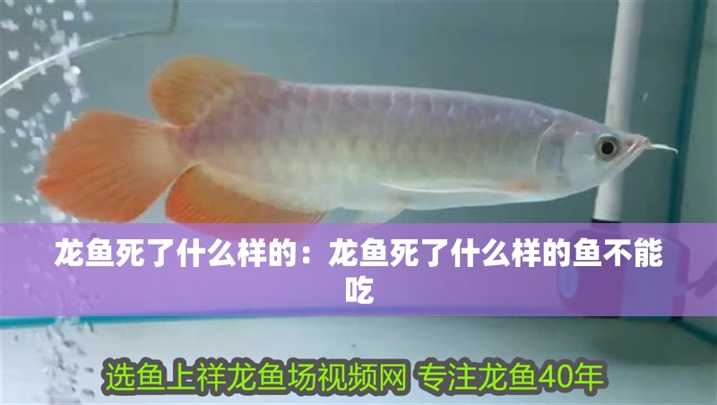 龍魚死了什么樣的：龍魚死了什么樣的魚不能吃