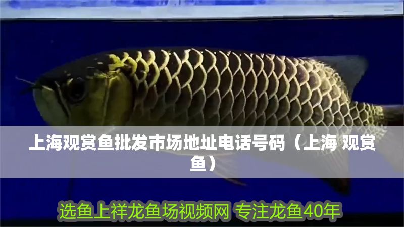上海觀賞魚批發市場地址電話號碼（上海 觀賞魚）
