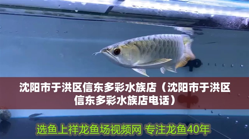 沈陽(yáng)市于洪區(qū)信東多彩水族店（沈陽(yáng)市于洪區(qū)信東多彩水族店電話）