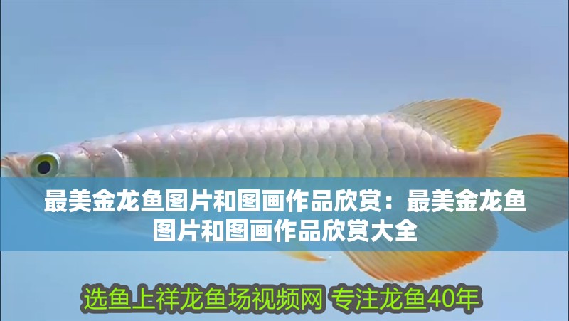 最美金龍魚圖片和圖畫作品欣賞：最美金龍魚圖片和圖畫作品欣賞大全
