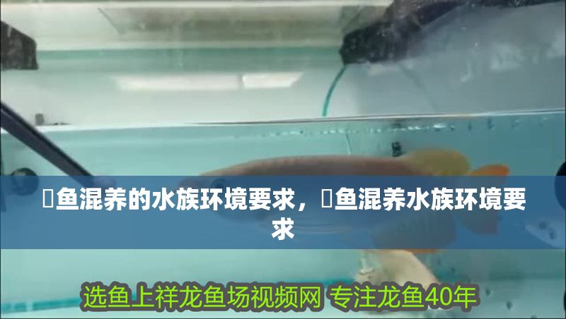 魟魚混養的水族環境要求，魟魚混養水族環境要求