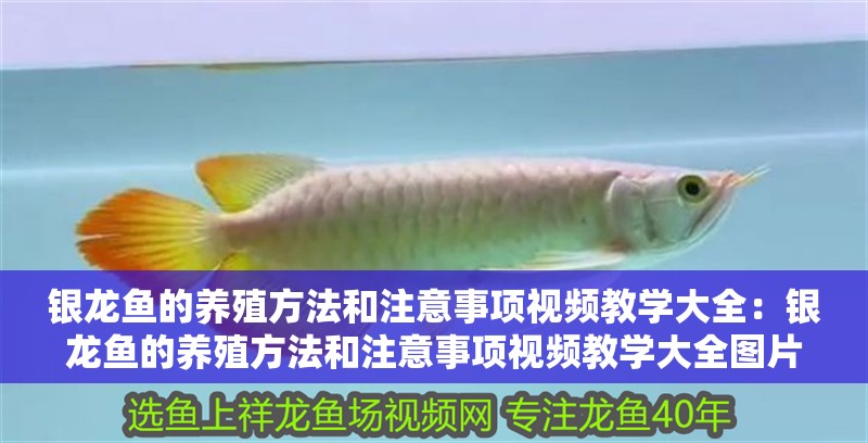 銀龍魚的養殖方法和注意事項視頻教學大全：銀龍魚的養殖方法和注意事項視頻教學大全圖片