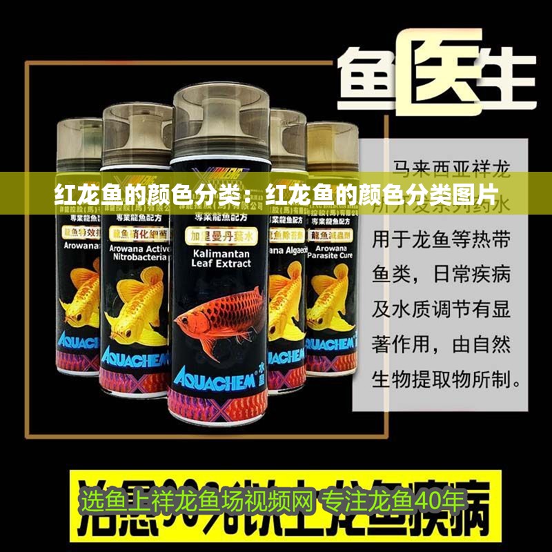 紅龍魚(yú)的顏色分類(lèi)：紅龍魚(yú)的顏色分類(lèi)圖片