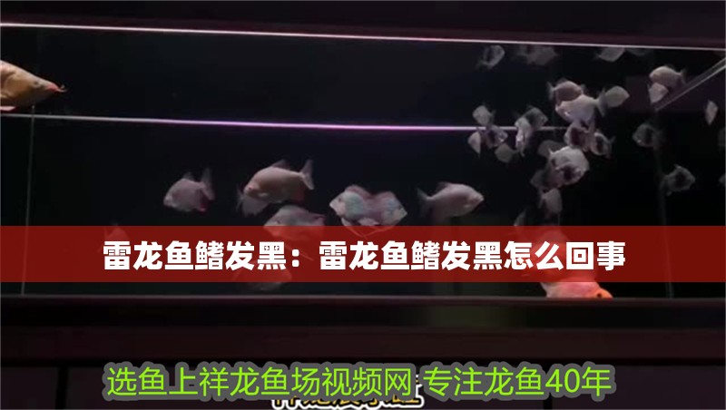 雷龍魚鰭發黑：雷龍魚鰭發黑怎么回事