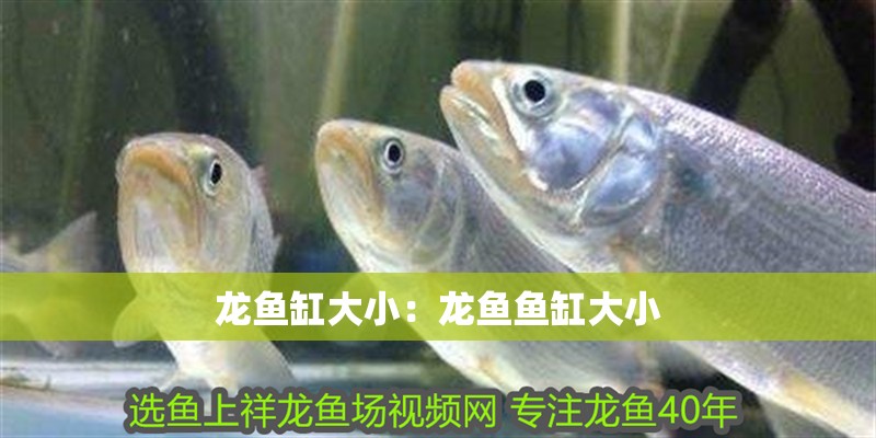 龍魚缸大小：龍魚魚缸大小