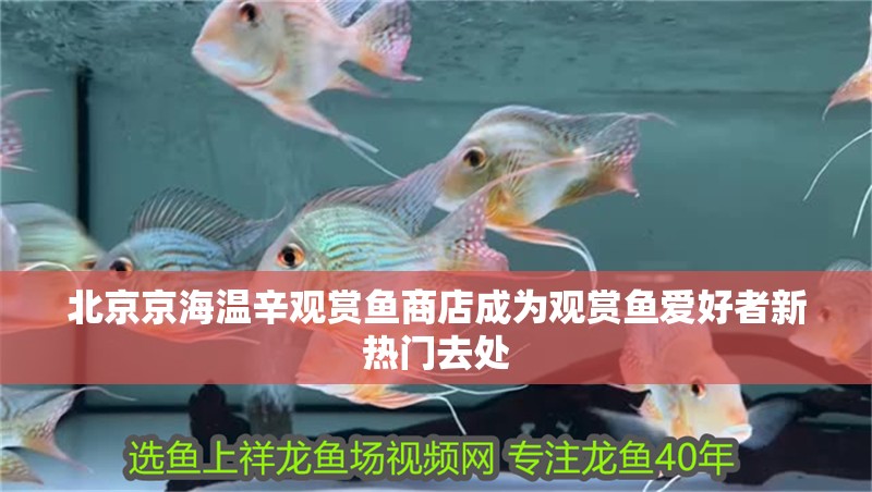 北京京海溫辛觀賞魚商店成為觀賞魚愛好者新熱門去處