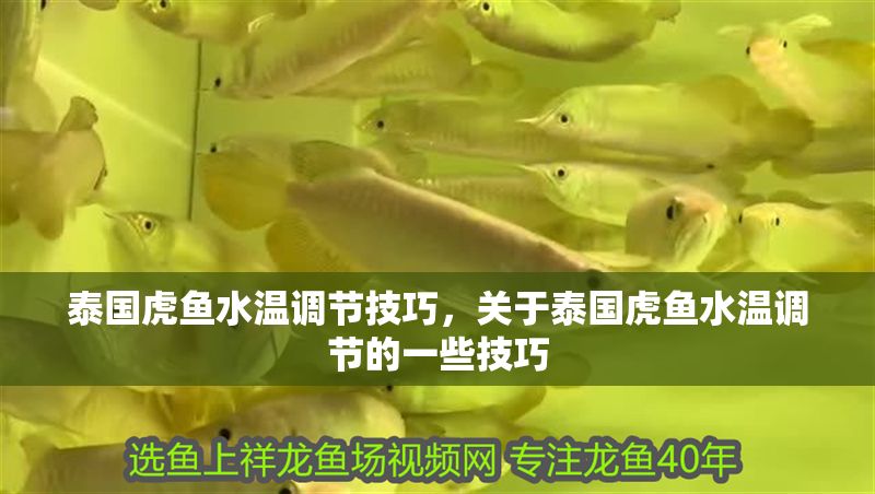 泰國虎魚水溫調節技巧，關于泰國虎魚水溫調節的一些技巧 泰國虎魚水溫調節技巧，關于泰國虎魚水溫調節的一些技巧 虎魚百科 第1張