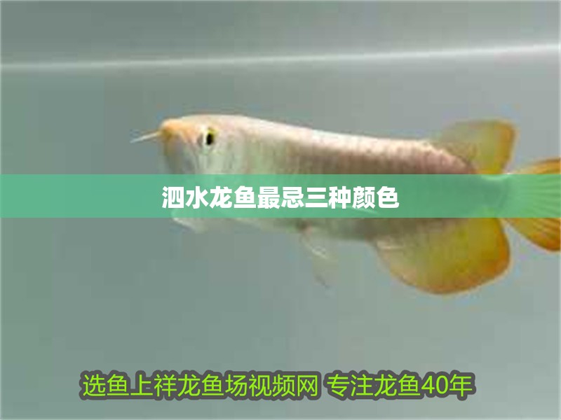 泗水龍魚最忌三種顏色 泗水龍魚最忌三種顏色 龍魚百科 第1張