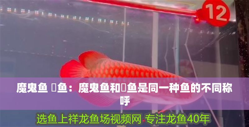 魔鬼魚 魟魚：魔鬼魚和魟魚是同一種魚的不同稱呼