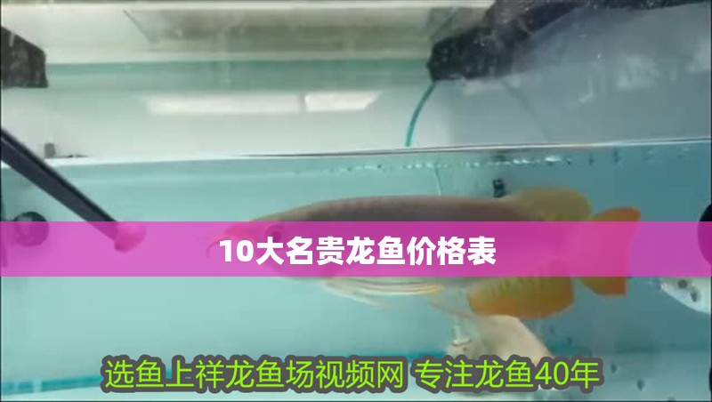 10大名貴龍魚價格表