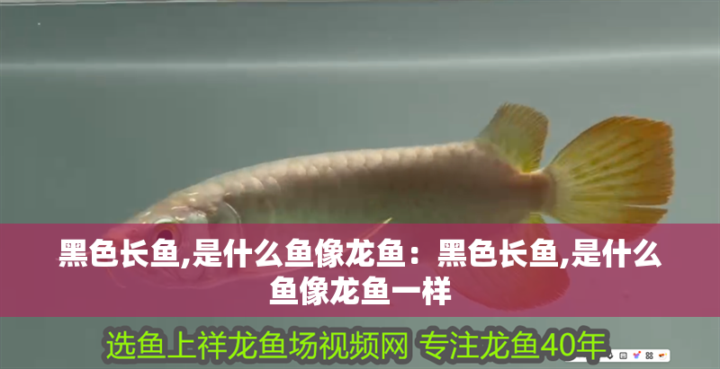 黑色長魚,是什么魚像龍魚：黑色長魚,是什么魚像龍魚一樣