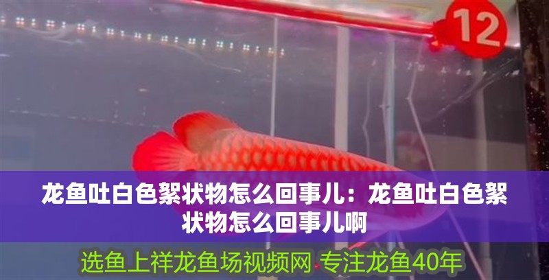 龍魚吐白色絮狀物怎么回事兒：龍魚吐白色絮狀物怎么回事兒啊