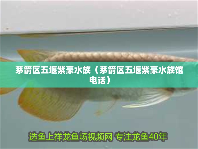 茅箭區五堰紫豪水族（茅箭區五堰紫豪水族館電話）