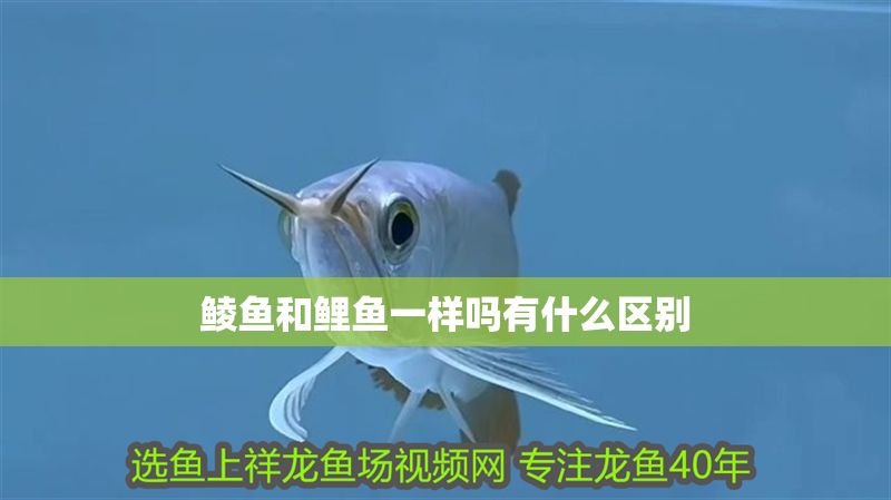 鯪魚和鯉魚一樣嗎有什么區別