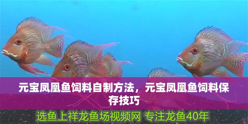 元寶鳳凰魚飼料自制方法，元寶鳳凰魚飼料保存技巧 元寶鳳凰魚飼料自制方法，元寶鳳凰魚飼料保存技巧 元寶鳳凰魚百科 第2張