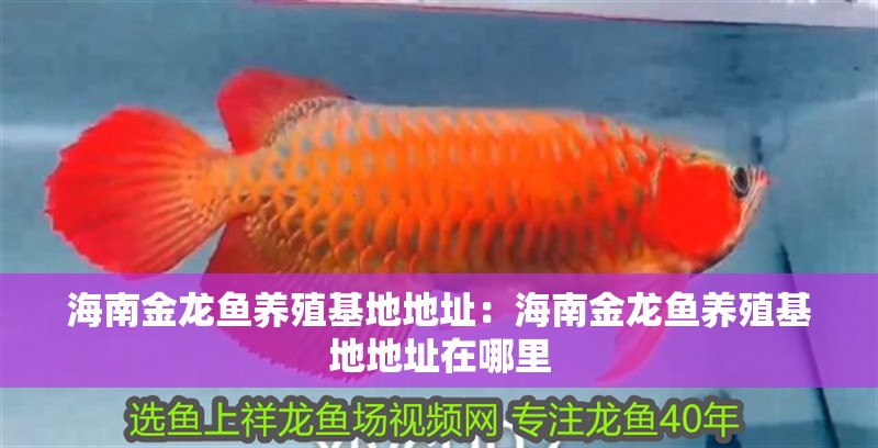 海南金龍魚養殖基地地址：海南金龍魚養殖基地地址在哪里