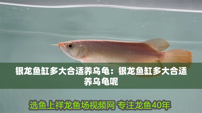 銀龍魚(yú)缸多大合適養(yǎng)烏龜：銀龍魚(yú)缸多大合適養(yǎng)烏龜呢