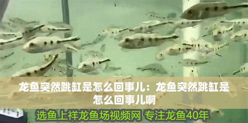 龍魚突然跳缸是怎么回事兒：龍魚突然跳缸是怎么回事兒啊