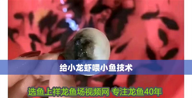 給小龍蝦喂小魚技術