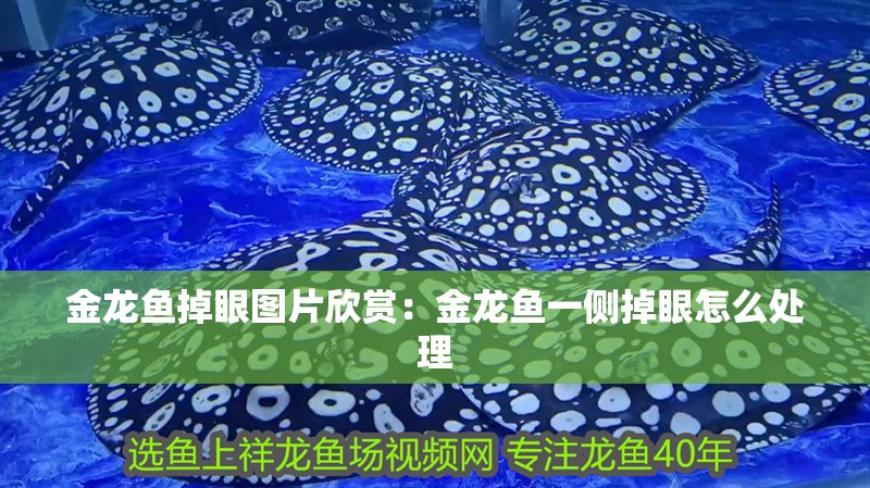 金龍魚掉眼圖片欣賞：金龍魚一側掉眼怎么處理