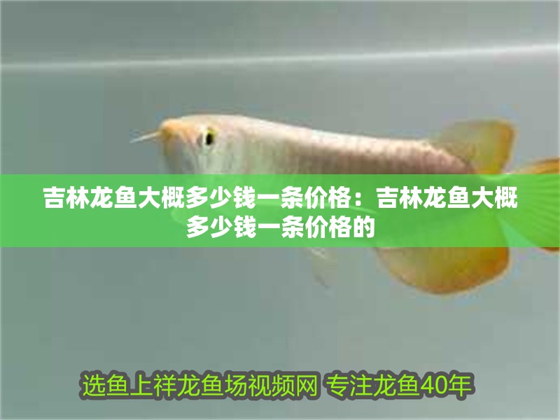 吉林龍魚大概多少錢一條價格：吉林龍魚大概多少錢一條價格的