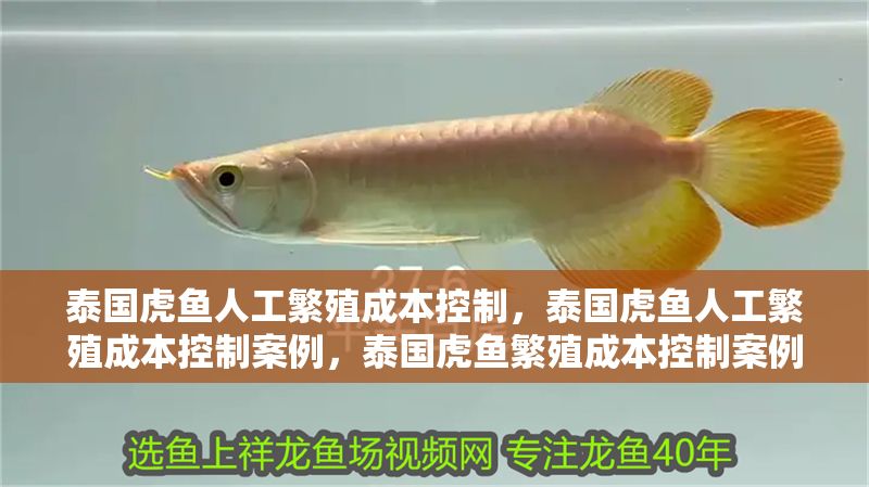 泰國(guó)虎魚人工繁殖成本控制，泰國(guó)虎魚人工繁殖成本控制案例，泰國(guó)虎魚繁殖成本控制案例