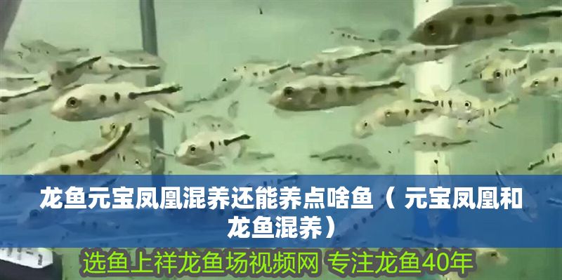 龍魚元寶鳳凰混養還能養點啥魚（ 元寶鳳凰和龍魚混養）