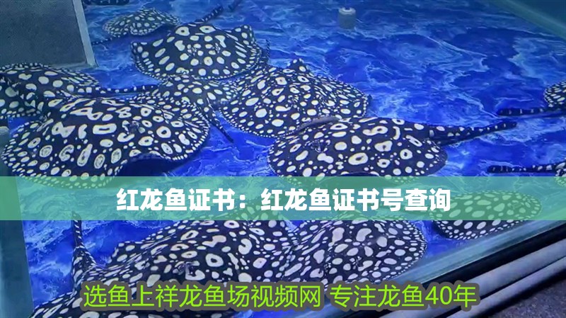 紅龍魚證書：紅龍魚證書號查詢