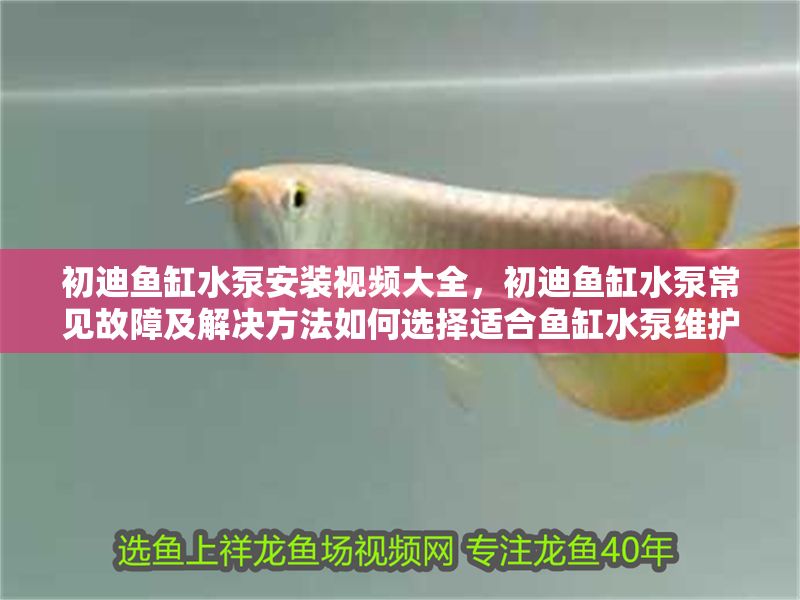 初迪魚缸水泵安裝視頻大全，初迪魚缸水泵常見故障及解決方法如何選擇適合魚缸水泵維護保養(yǎng)技巧