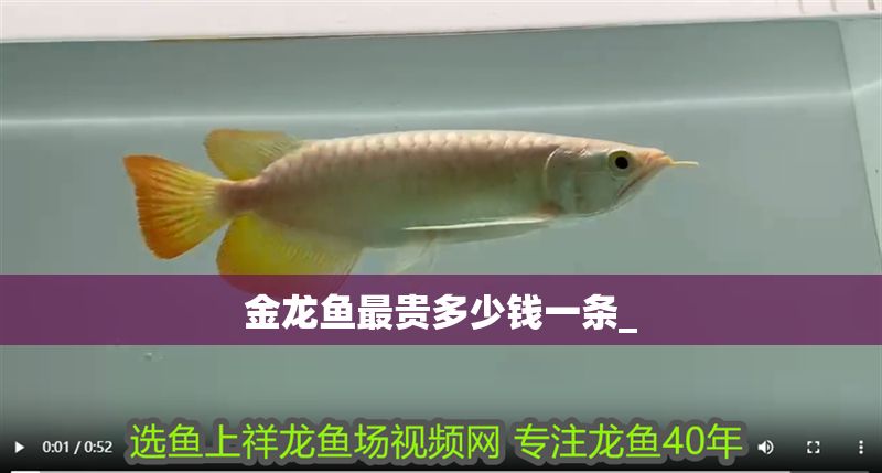 金龍魚最貴多少錢一條_