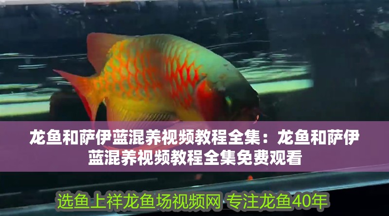 龍魚和薩伊藍混養視頻教程全集：龍魚和薩伊藍混養視頻教程全集免費觀看
