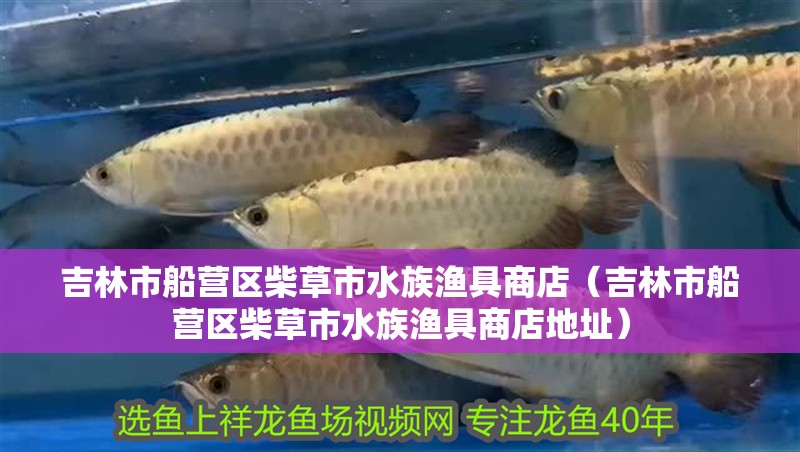 吉林市船營(yíng)區(qū)柴草市水族漁具商店（吉林市船營(yíng)區(qū)柴草市水族漁具商店地址）