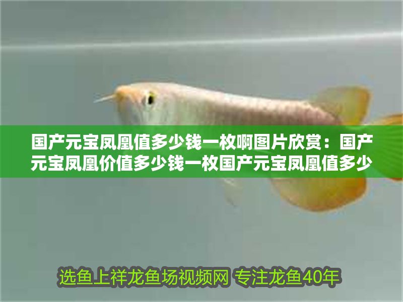 國產元寶鳳凰值多少錢一枚啊圖片欣賞:國產元寶鳳凰價值多少錢一枚國產元寶鳳凰值多少錢一枚 元寶鳳凰魚百科 第2張 國產元寶鳳凰值多少錢一枚啊圖片欣賞:國產元寶鳳凰價值多少錢一枚國產元寶鳳凰值多少錢一枚 國產元寶鳳凰值多少錢一枚啊圖片欣賞:國產元寶鳳凰價值多少錢一枚國產元寶鳳凰值多少錢一枚 元寶鳳凰魚百科 第2張