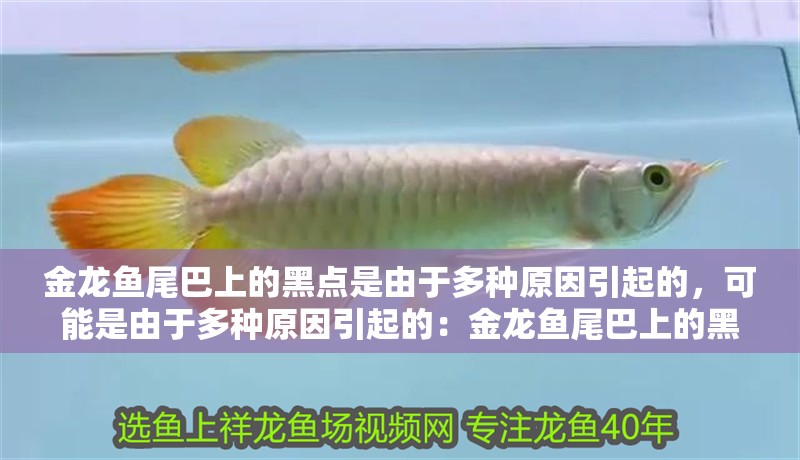 金龍魚(yú)尾巴上的黑點(diǎn)是由于多種原因引起的，可能是由于多種原因引起的：金龍魚(yú)尾巴上的黑點(diǎn)可能是由于多種原因引起的